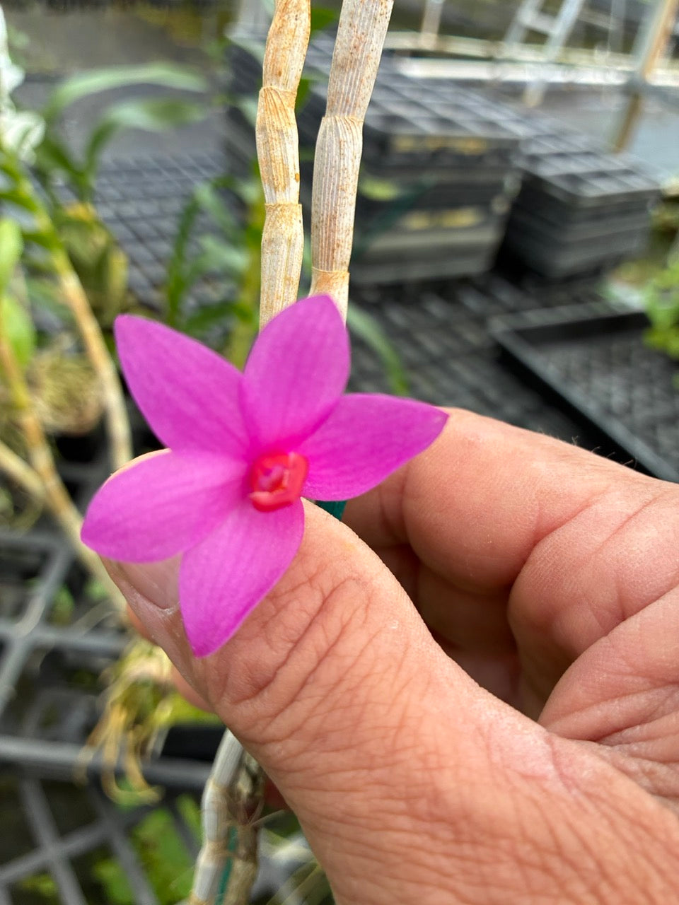Dendrobium Glomeratum Orchid 2" Pot | Blooming Size