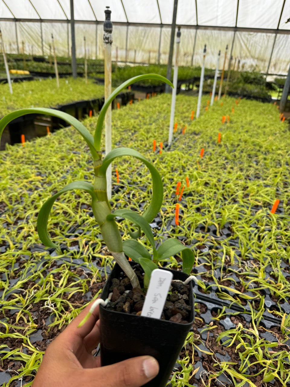 Dendrobium Sea Breeze Orchid Comes in 4" Pot - Aloha Hawaii Orchids