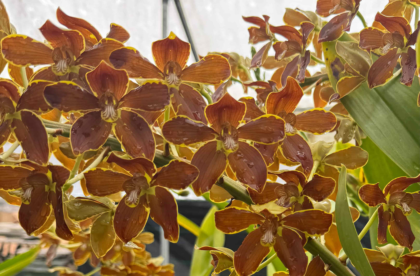 Grammatophyllum Springbloom ‘Brown’ – Rare Orchid in 4" Pot