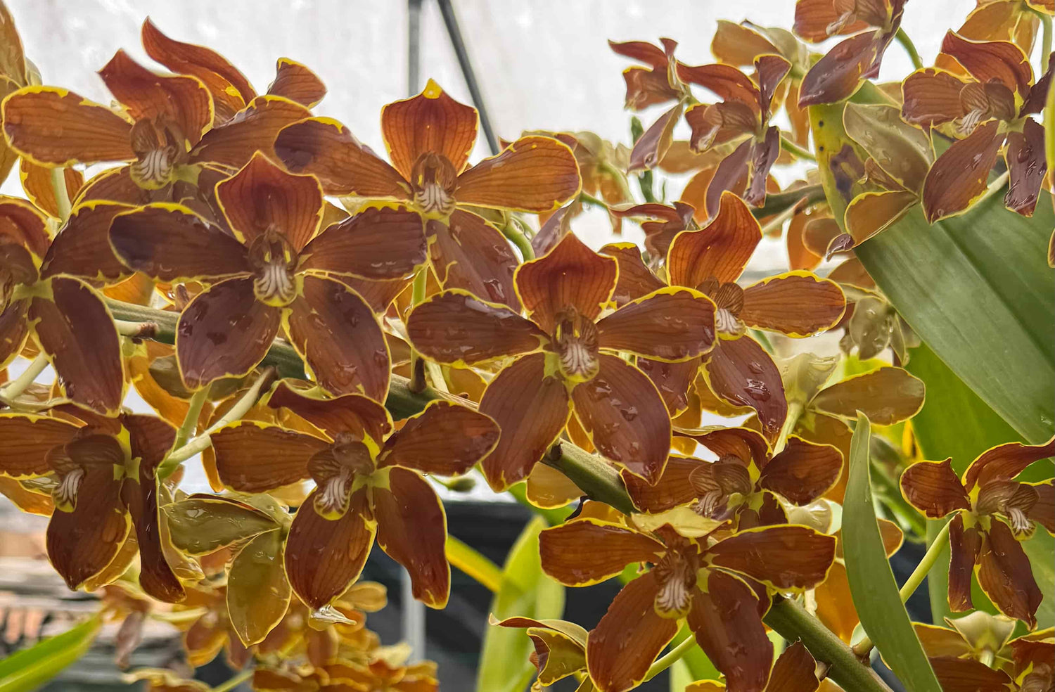 Grammatophyllum Springbloom ‘Brown’ – Rare Orchid in 4" Pot