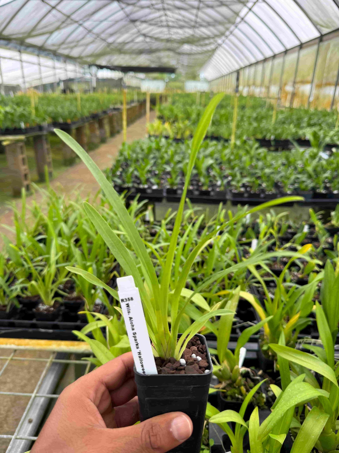 Wilsonara Aloha Sparks ‘Halloween’ – Bright Orange-Comes in 2" pot – Easy Blooming Intergeneric Hybrid – Hawai‘i Grown