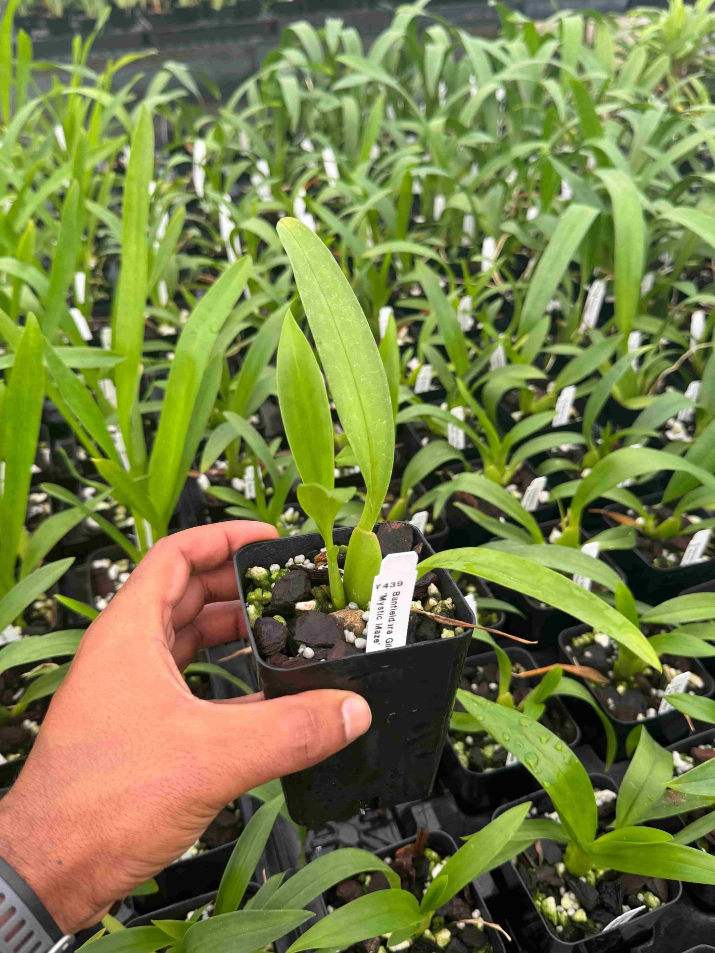 Brassocidostele Gilded Tower ‘Mystic Maze’ – Spider Orchid Hybrid – Bold, Exotic Blooms – Hawai‘i Grown