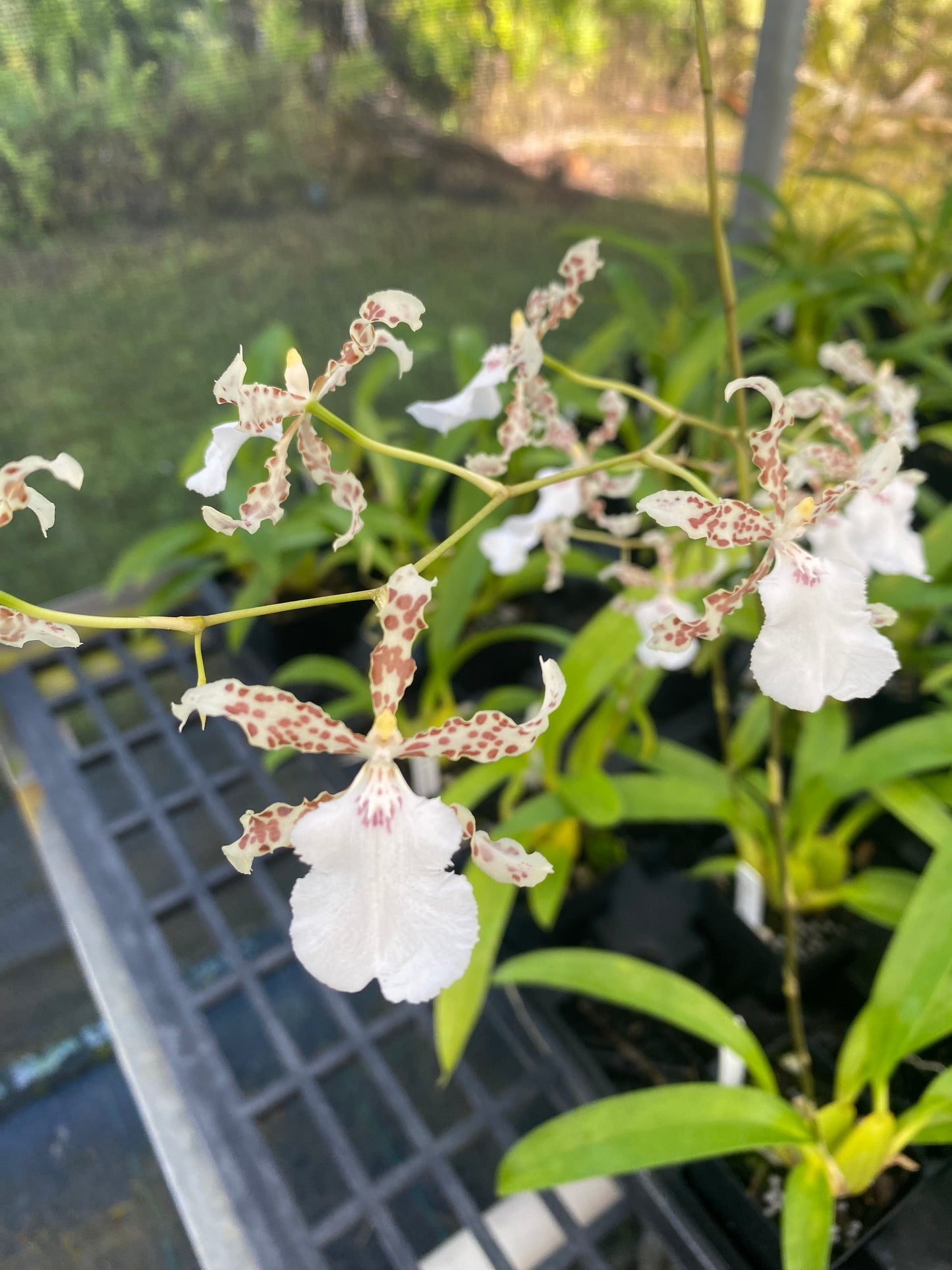 Oncidium Speckled Spire 'Whisp' Wonderful Fragrance 4" Pots