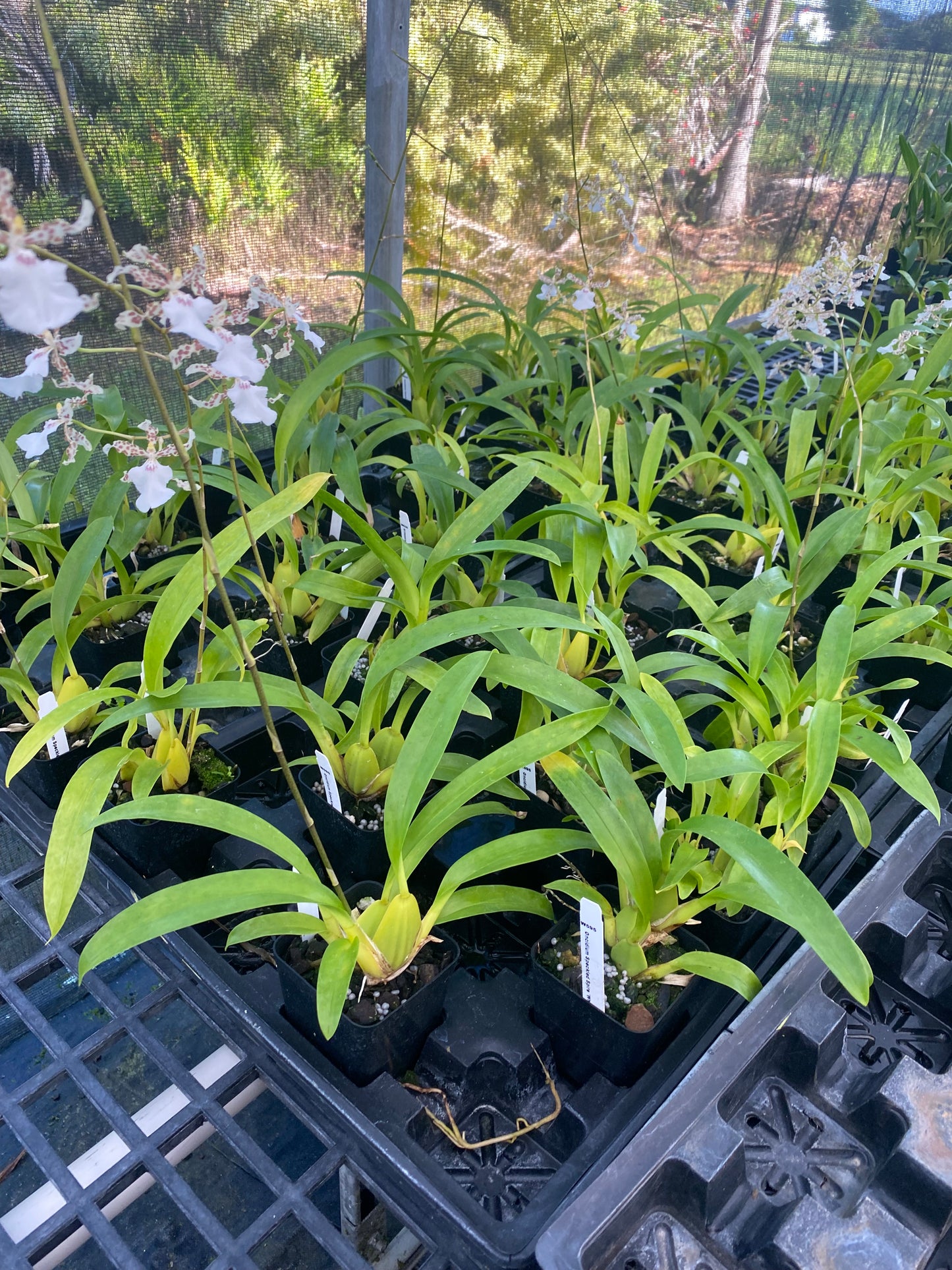 Oncidium Speckled Spire 'Whisp' Wonderful Fragrance 4" Pots