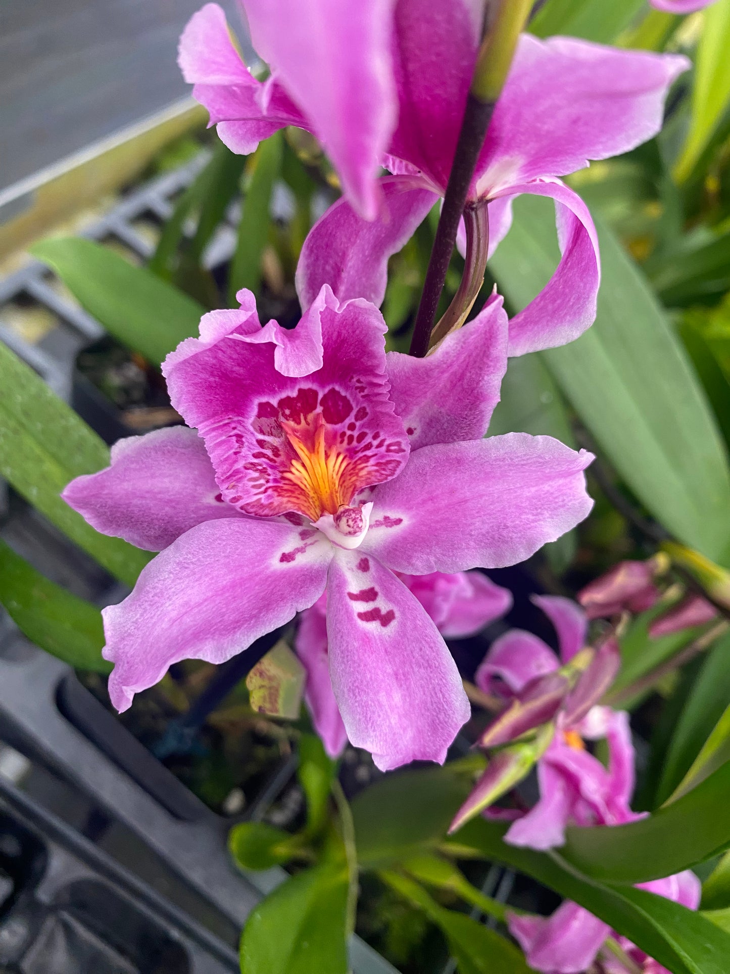 Vuyl Carnivale ‘Okika’