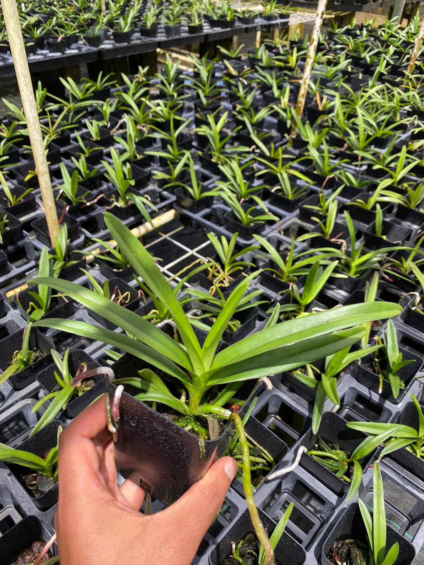 Aranda Blue Giant Orchid Comes in a 4" Pot