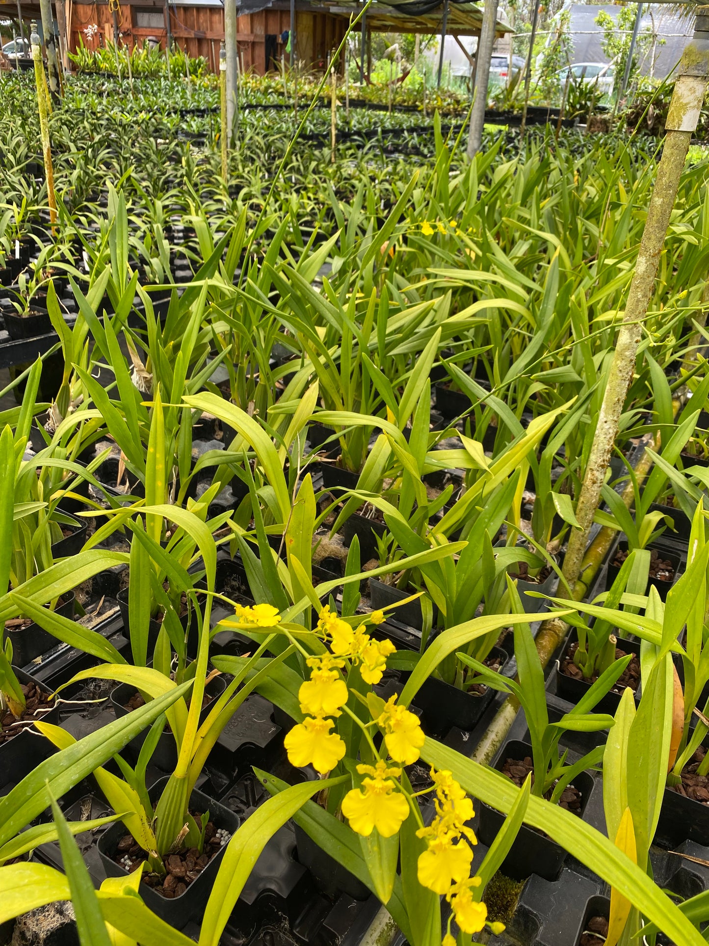 Oncidium Dancing-lady 'Yellow' Blooming Size 4" Pot