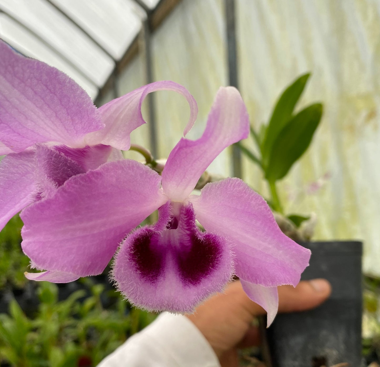 Dendrobium Anosmum Honohono Fragrant orchid live plant From Hawaii blooming size