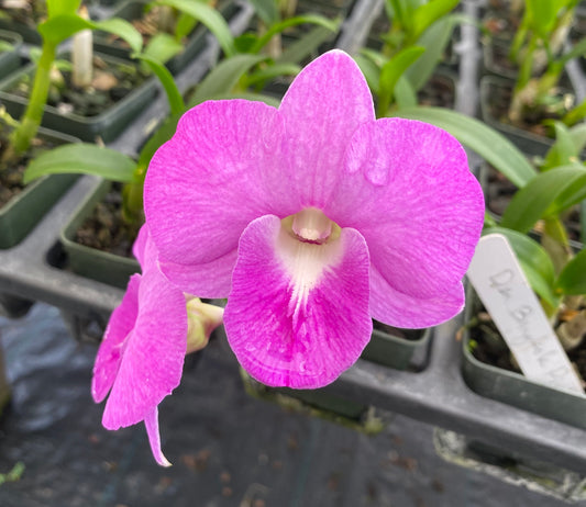 Dendrobium Bangkok Pink Orchid Comes in 4" Pot