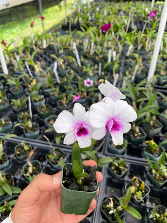 Dendrobium Jasmine Comes in 2" Pot