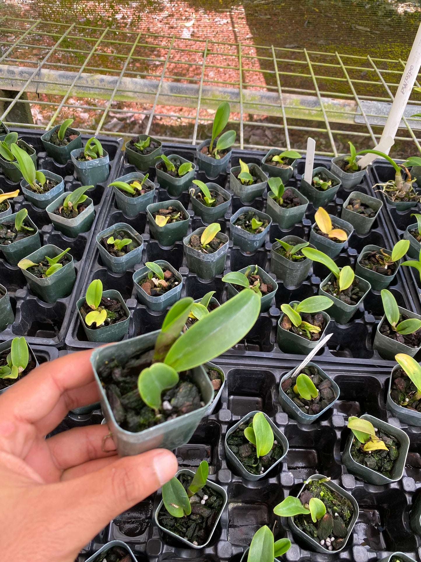 Cattleya Rlc Thongsuphan Gold x Rlc Suvarnabhumi Magic Comes in 2" Pot