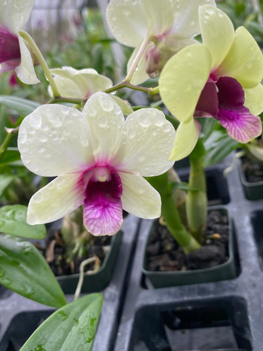 Dendrobium New Burana Comes in 4" Pot