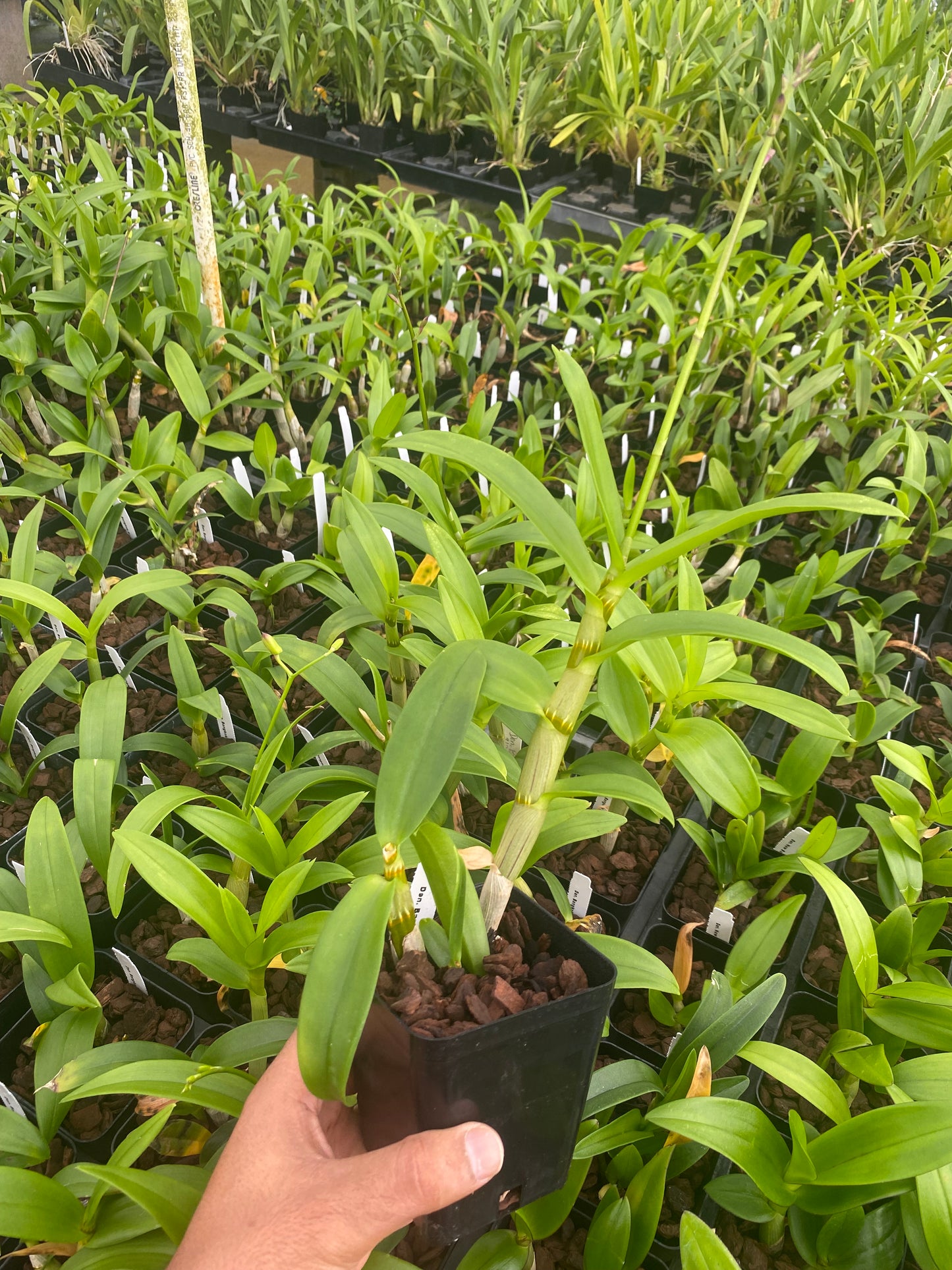 Dendrobium Bangkok Pink Orchid Comes in 4" Pot