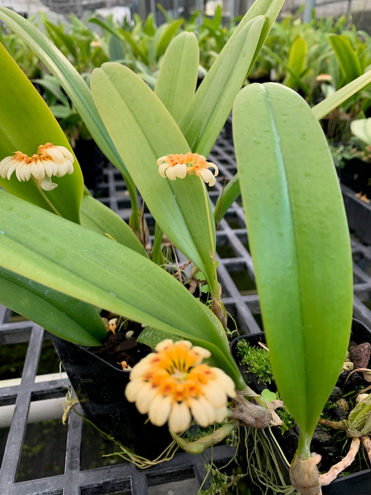 Bulb Cirrhopetalum Auratum Plant 4" Pot Plants