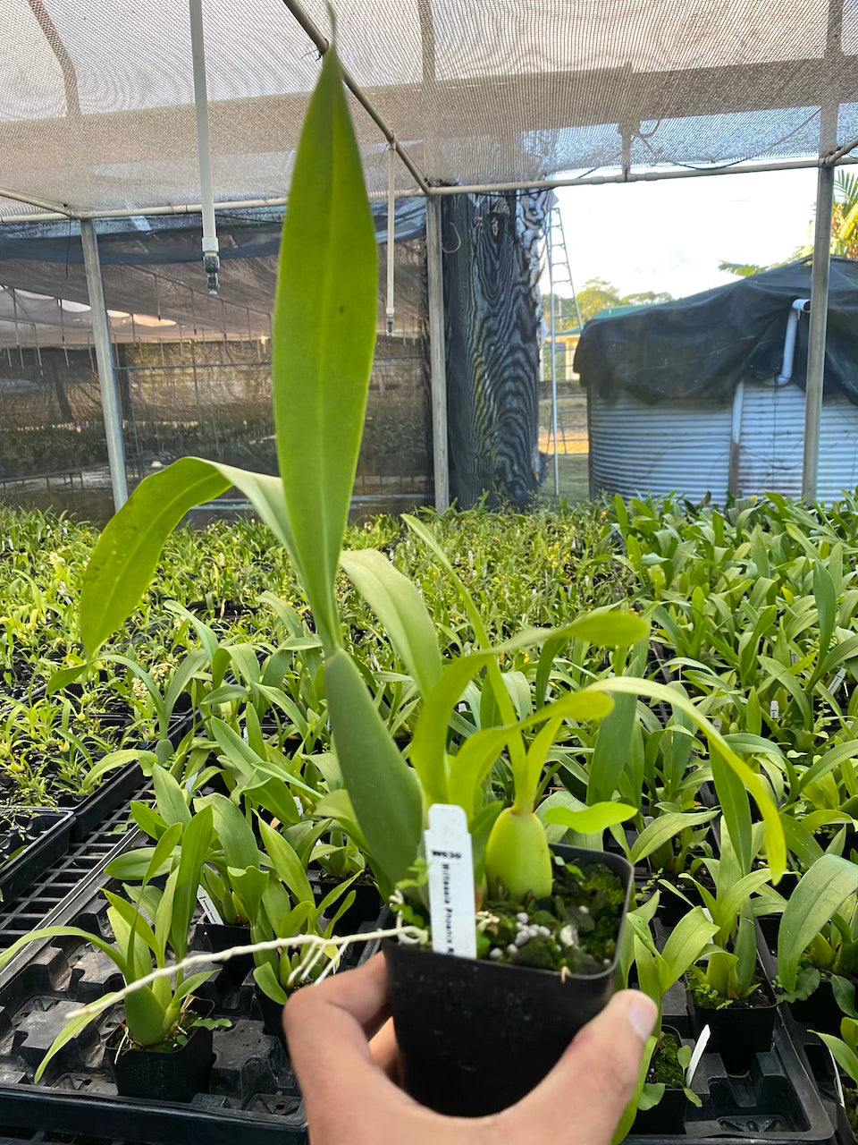 Miltassia Phoenix Rising ‘White Light’ Comes in 4" Pot