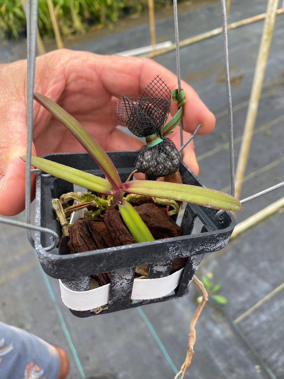 Renanthera Monachica