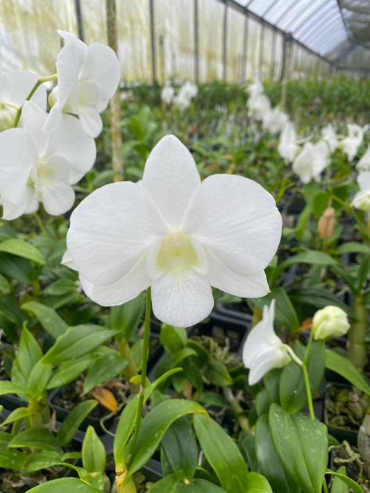 Dendrobium Burana White Comes in 4" Pot