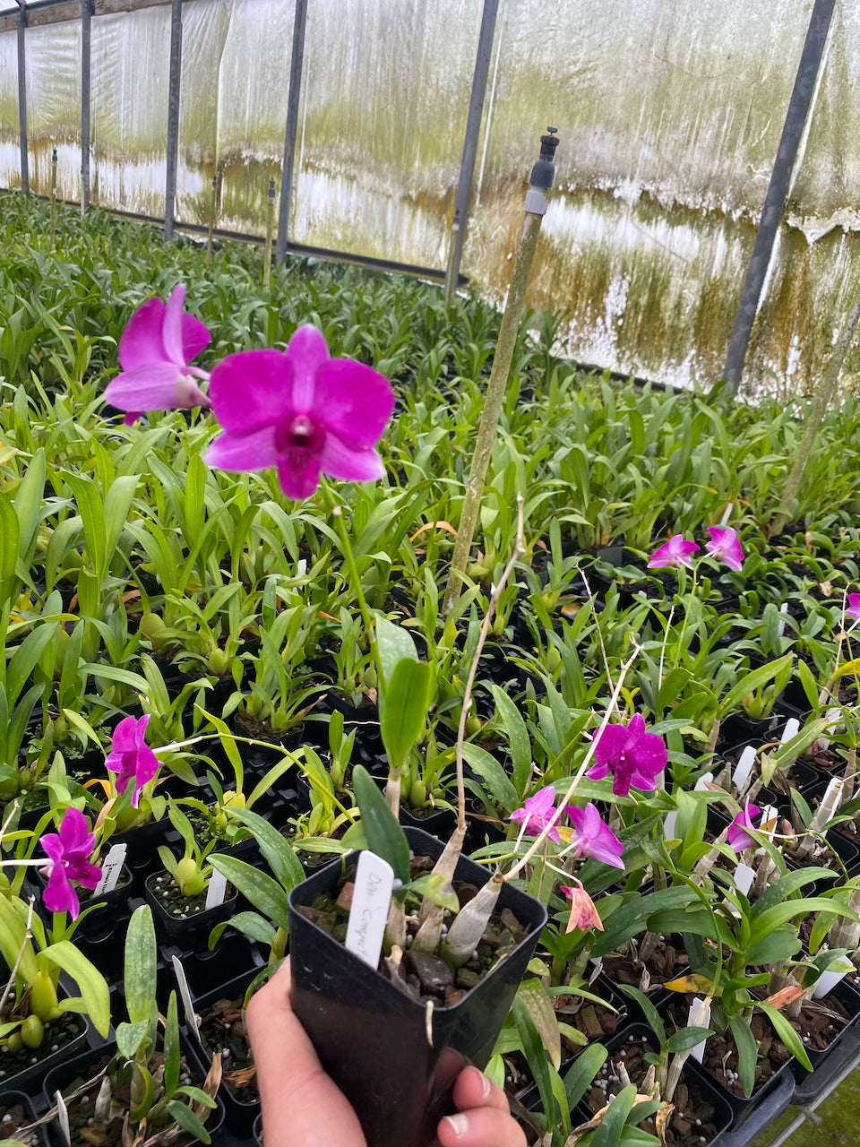 Dendrobium Compactum comes in 4" Pot from Hawaii