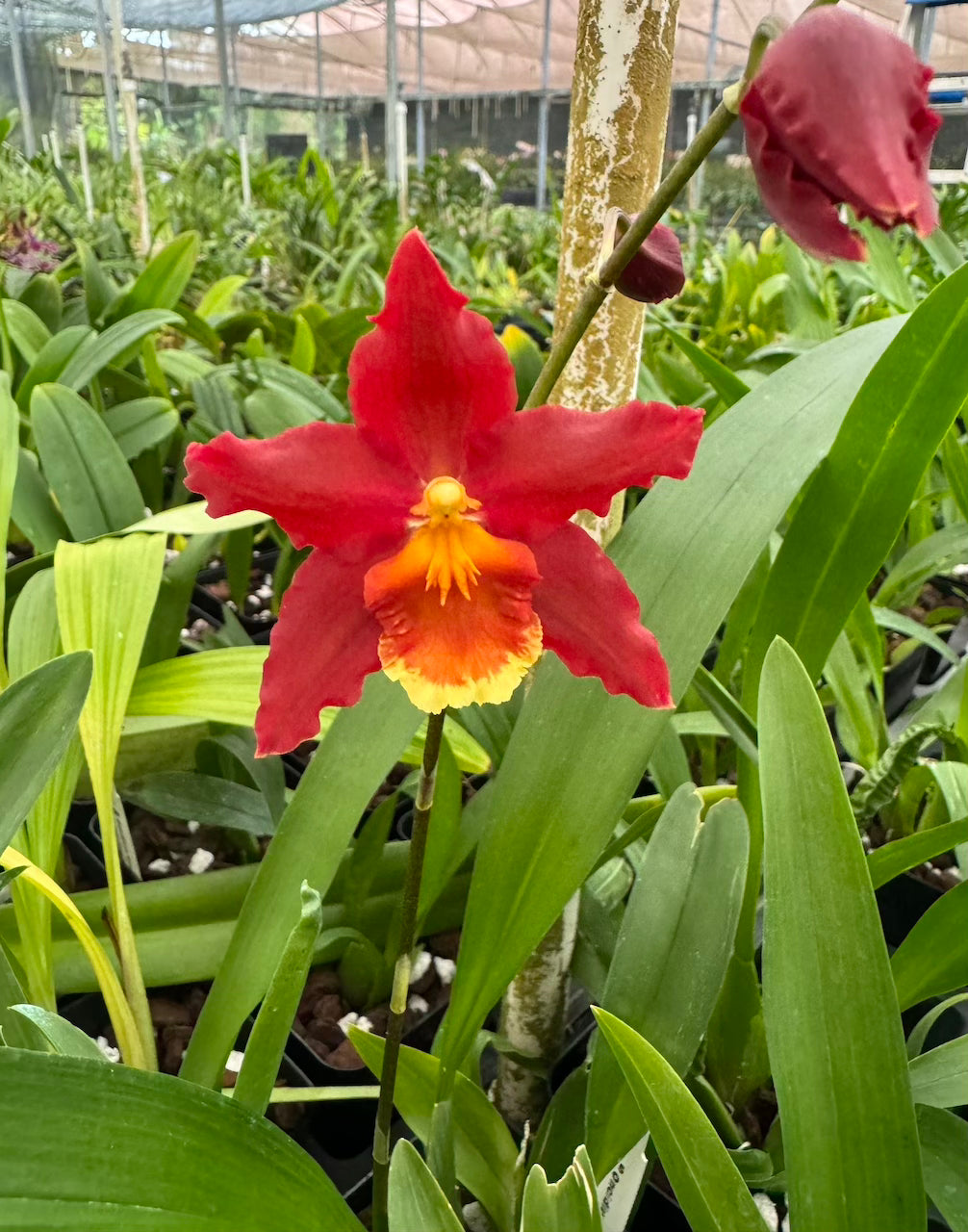 Oncidium Pacific Panache 'Fireside Fever'