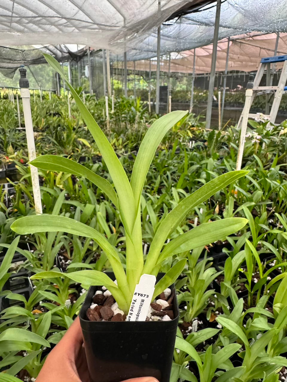 Miltoniopsis Banana Fandango ‘Faded Memories’