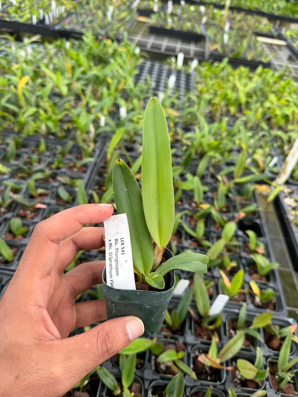 Rhyncholaeliocattleya Thongsupan x Rlc Sriprathum Pink 2" Pot