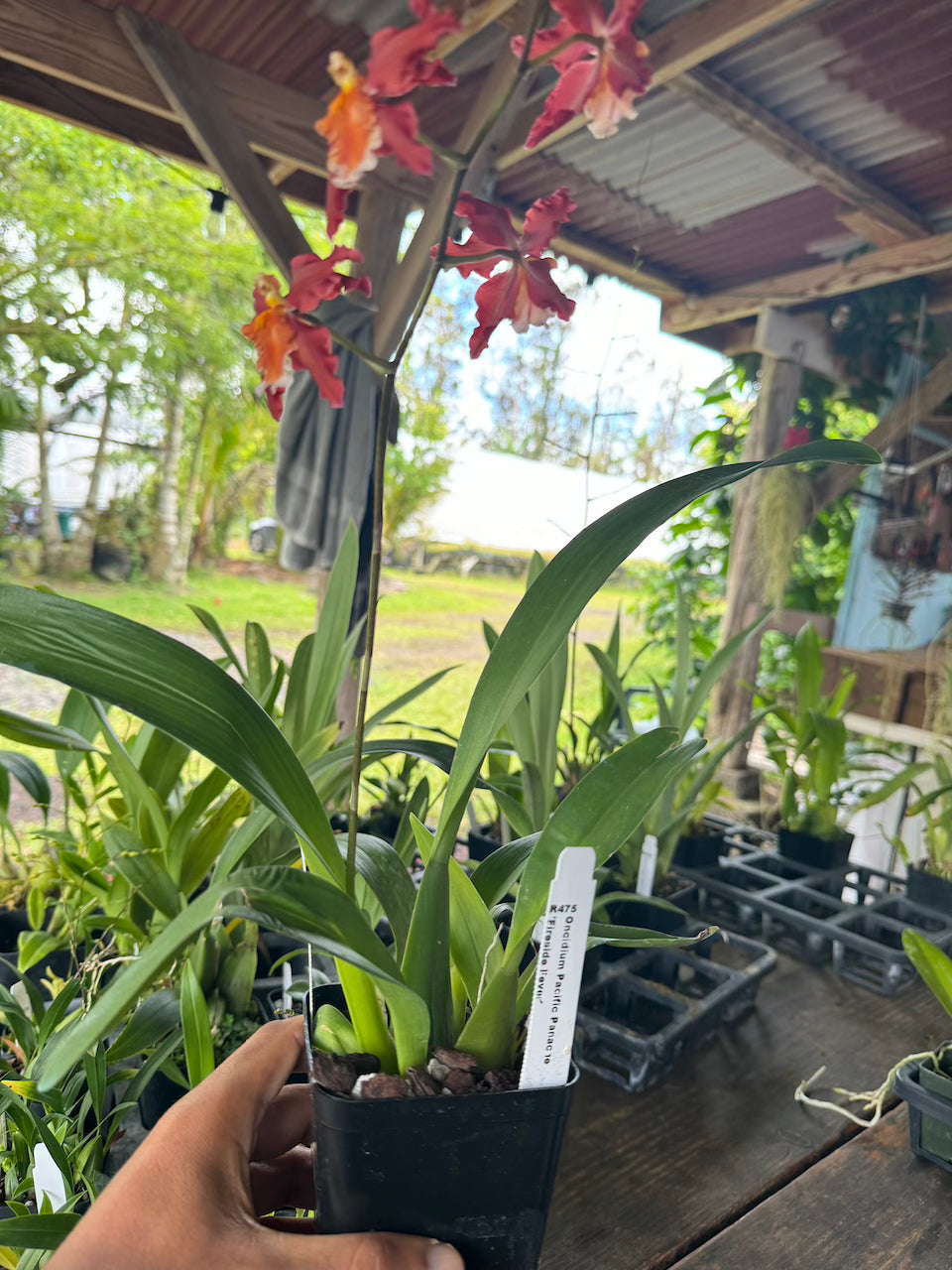 Oncidium Pacific Panache 'Fireside Fever'