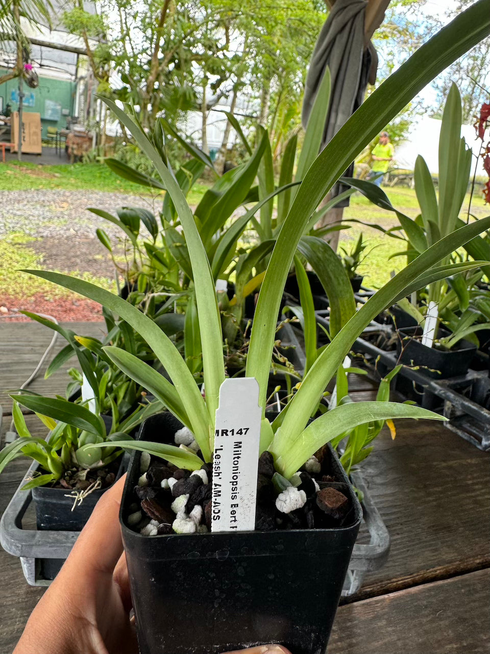 Orchid Miltoniopsis Bert Field 'Leash' Live plants