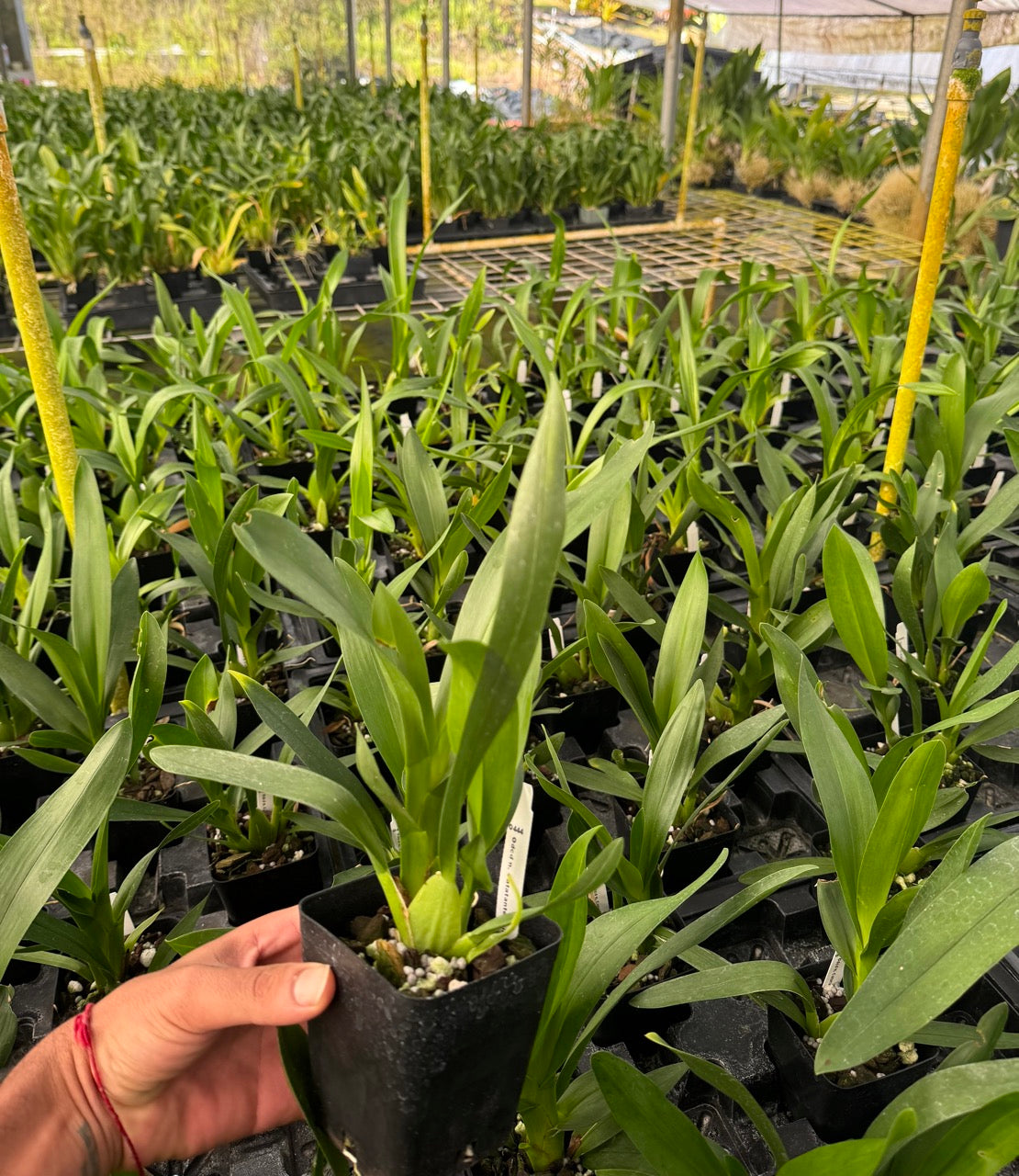 Odontocidium Catatante 'Kilauea Karma' Orchid Comes in 4" Pot - Aloha Hawaii Orchids