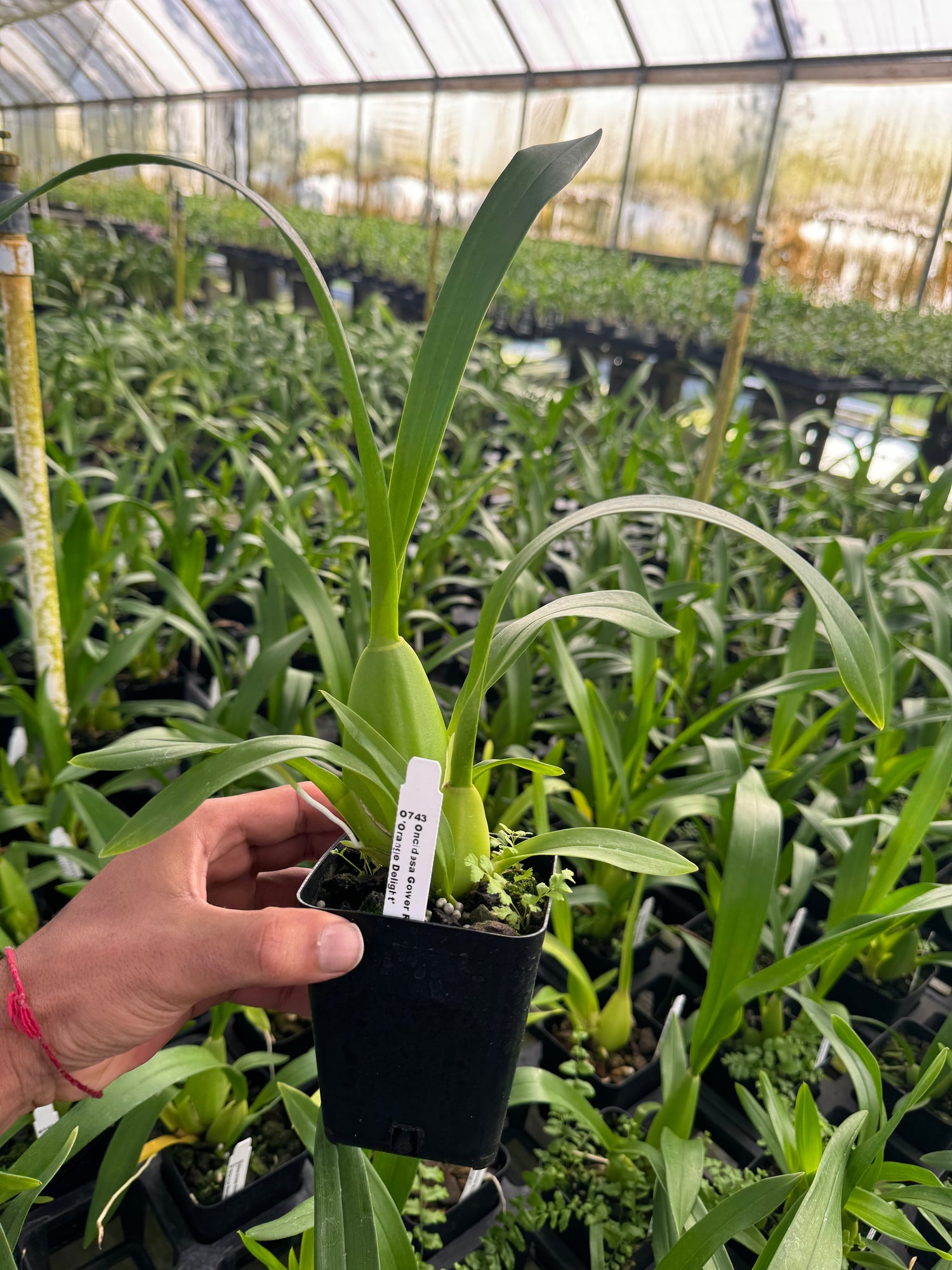 Oncidium Dancing lady ‘Orange Delight’ Orchid 4" Pot Plant - Aloha Hawaii Orchids