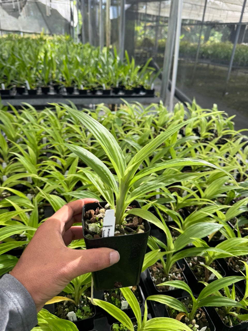 Phaius Ramona Harris 'Looking At You' 4" Pot Orchid - Aloha Hawaii Orchids