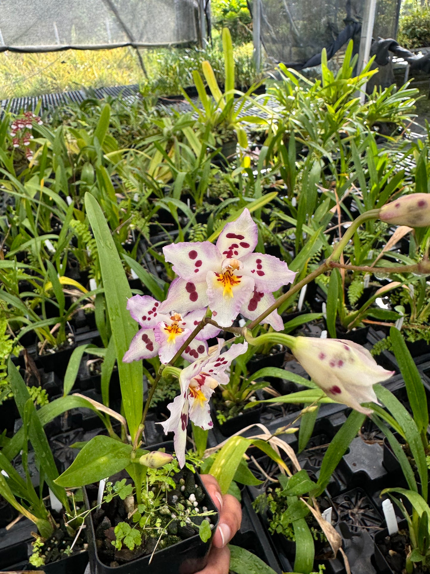 Wilsonara Opalescent ‘On the Edge’ Comes in 4" Pot