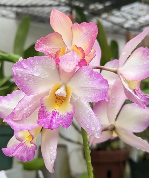 Buy Iwanagara Apple Blossom, a beautiful fragrant orchid with soft apple-blossom coloring. Healthy blooming-size live orchid plant, carefully shipped from Hawaii.