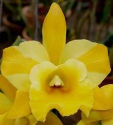 Cattleya Alliance "Rlc. Haadyai Delight X Lc. Loog Tone x Rlc Thongsupan"