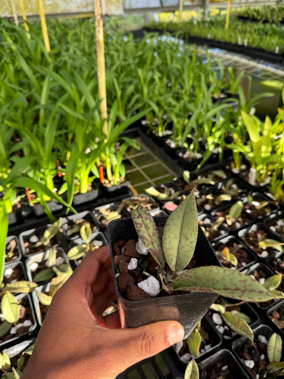 Psychopsis Mendenhall Hildos orchid from Hawaii