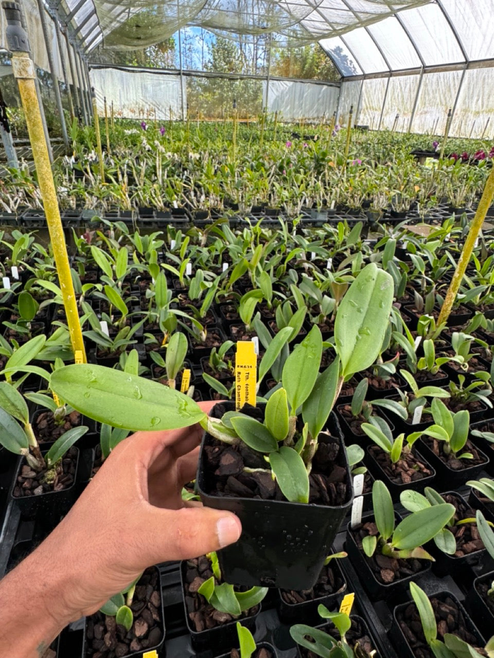 Rth Nonthaburi Fancy x Rlc Chomthong Beauty Orchid from hawaii