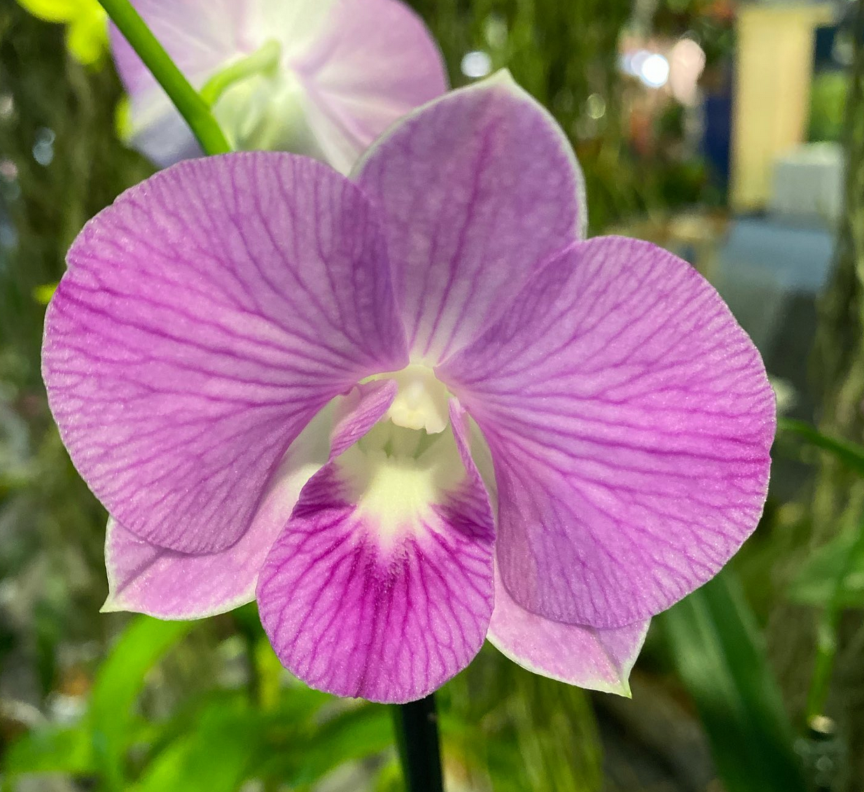 Den. Doreen Candy Stripe 2" Pot