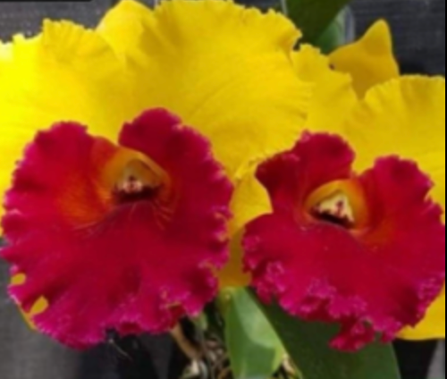 Cattleya Rlc Thongsuphan Gold x Rlc Suvarnabhumi Magic Comes in 2" Pot