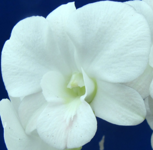 Dendrobium Full Moon 'White' They Come In A 3" Pots