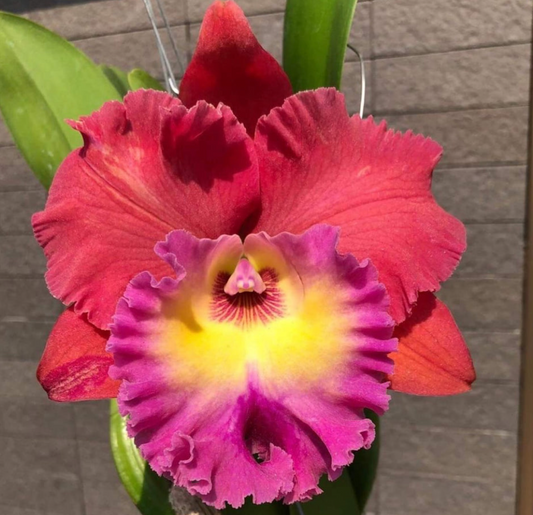 Rlc Siam Magic Cattaleya 2" Pot