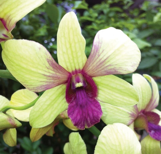 Dendrobium Thongchai Gold 'Viroj' Comes in 4" Pot