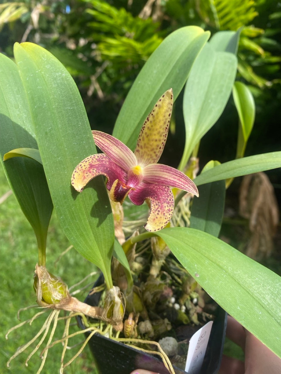 Orchid Bulbophyllum Claptonense Live Plant in 4" Pot