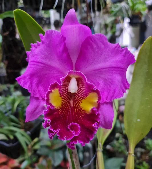 Rhyncholaeliocattleya Thongsupan x Rlc Sriprathum Pink 2" Pot