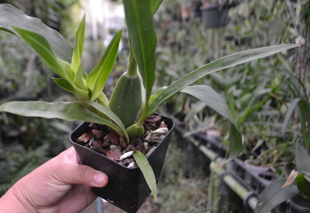 Orchid Zygopetalum Rhein Moonlight x Zygo.‘Blue Eyes’ Plant Fragrant