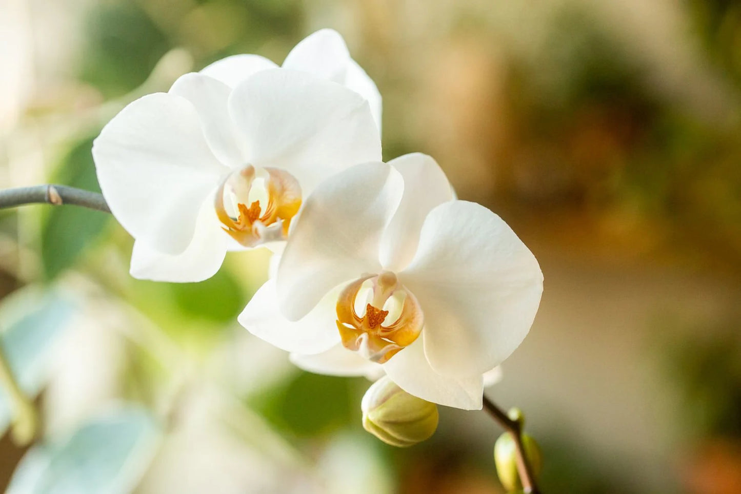 White Phalaenopsis Orchid Blooming size