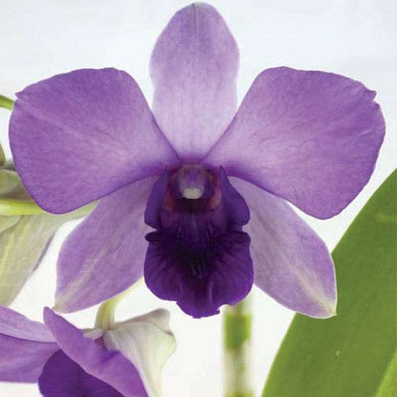 Dendrobium Aridang Blue