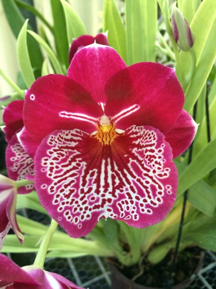 Orchid Miltoniopsis Breathless 'Beauty' Live Plants