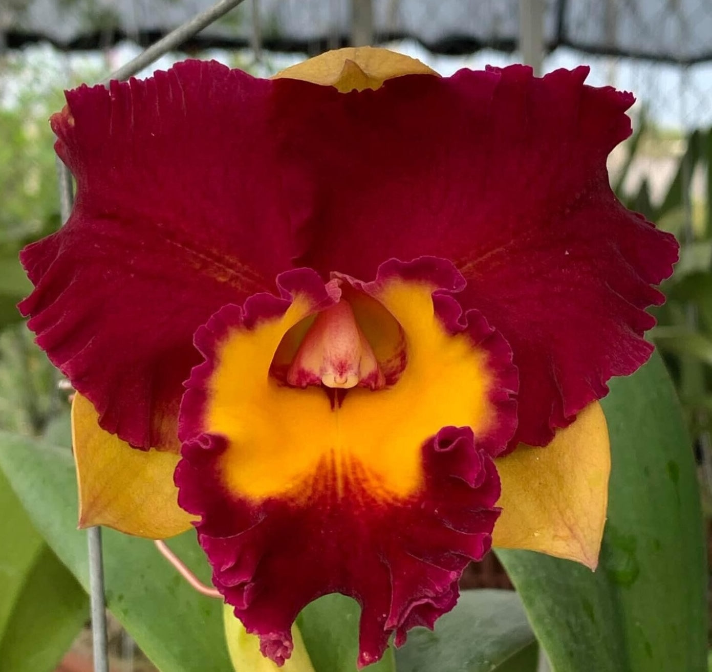 Rlc Cattleya Lady Gaga 2" Pot