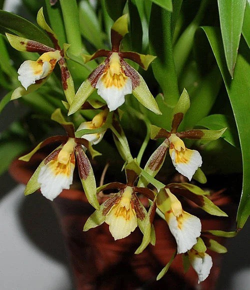 Cischweinfia Sheehaniae Fragrant Orchid