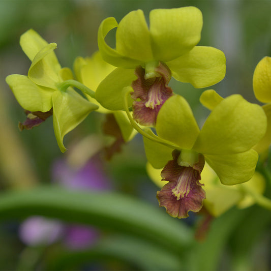 Dendrobium Yellow OT286