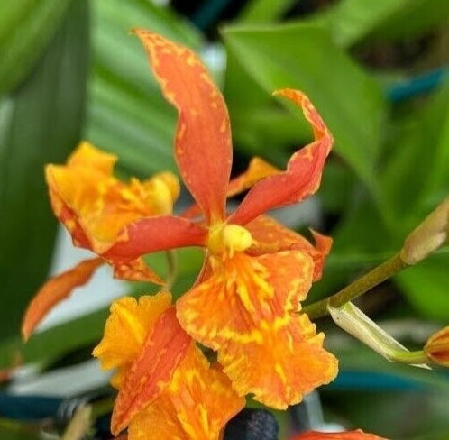 Odontocidium Piquant ‘Stanze’ Comes in 4" Pot